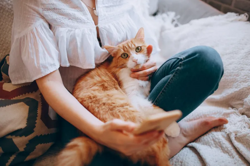 The Only TikTok Cat Creator Ranking You Actually Need (You're Welcome, Scroll Goblins)