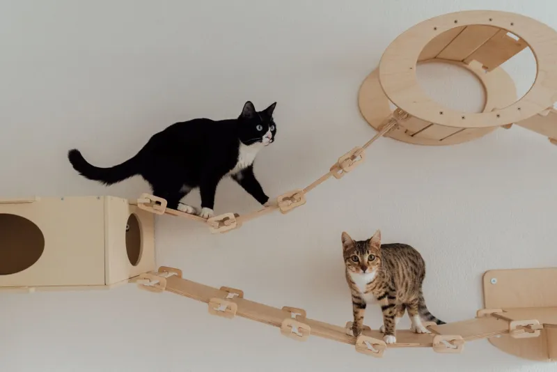 Your 600-Square-Foot Apartment Can Be a Cat Paradise — Here's How to Actually Pull It Off