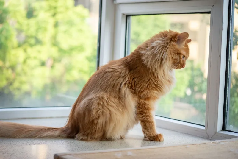 Where Should Your Cat Actually Live? We Scored Every Setup So You Don't Have To