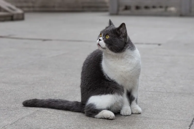 CSI: Litter Box — Cracking the Case of Your Cat's Bathroom Strike